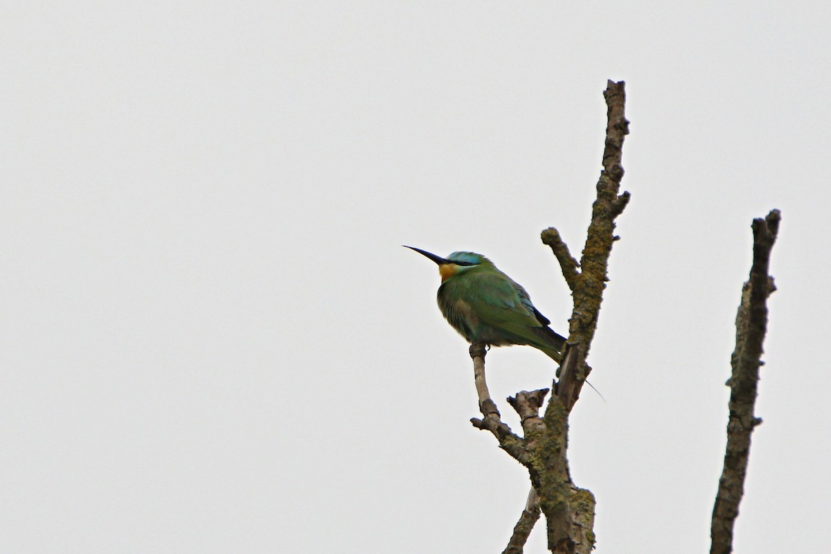 Blue-cheeked Bee-eater - ML636011896