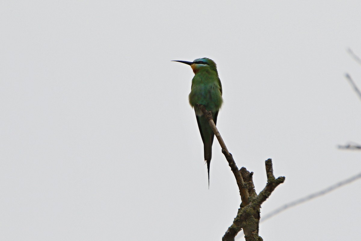 Blue-cheeked Bee-eater - ML636011898