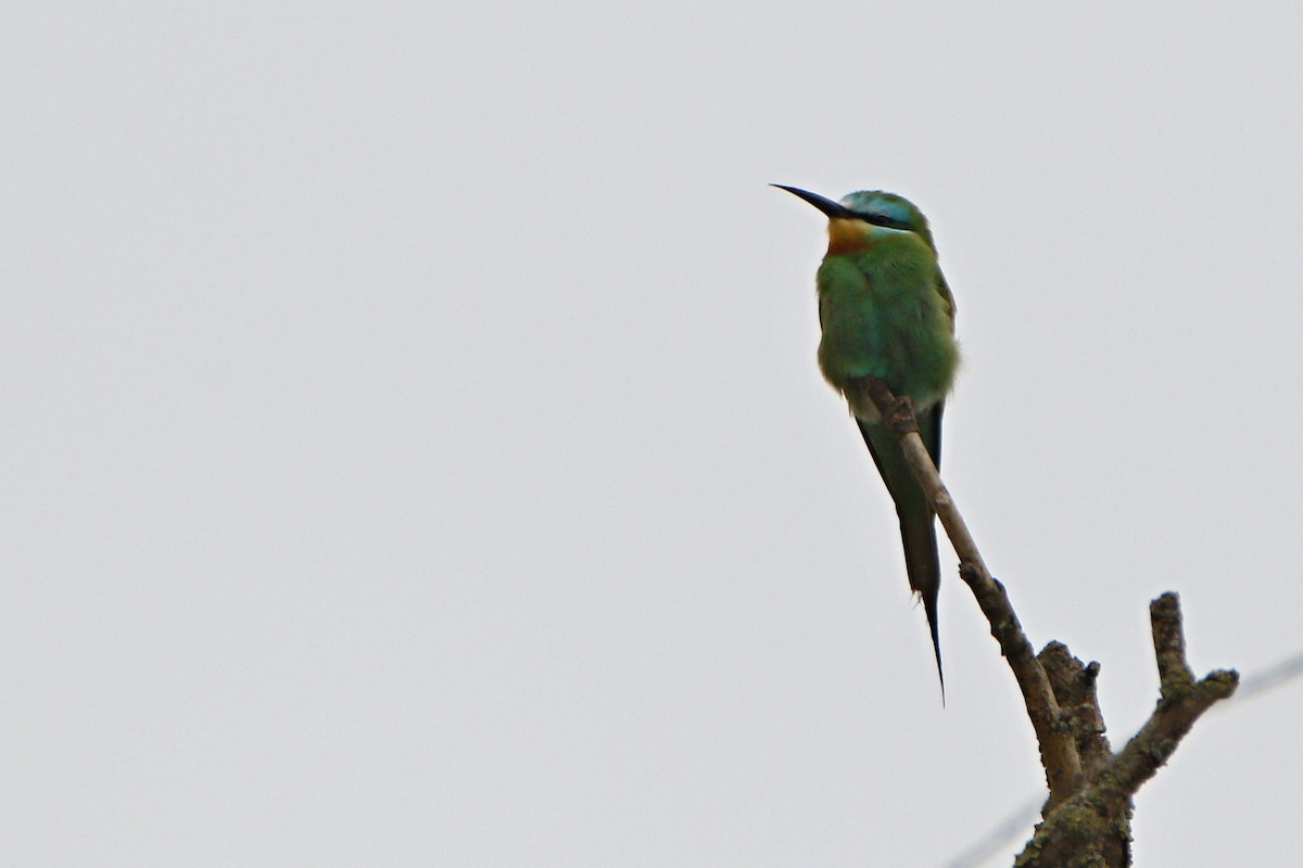 Blue-cheeked Bee-eater - ML636011899