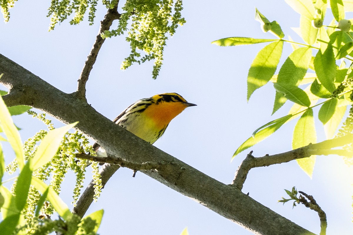 Blackburnian Warbler - ML636011904