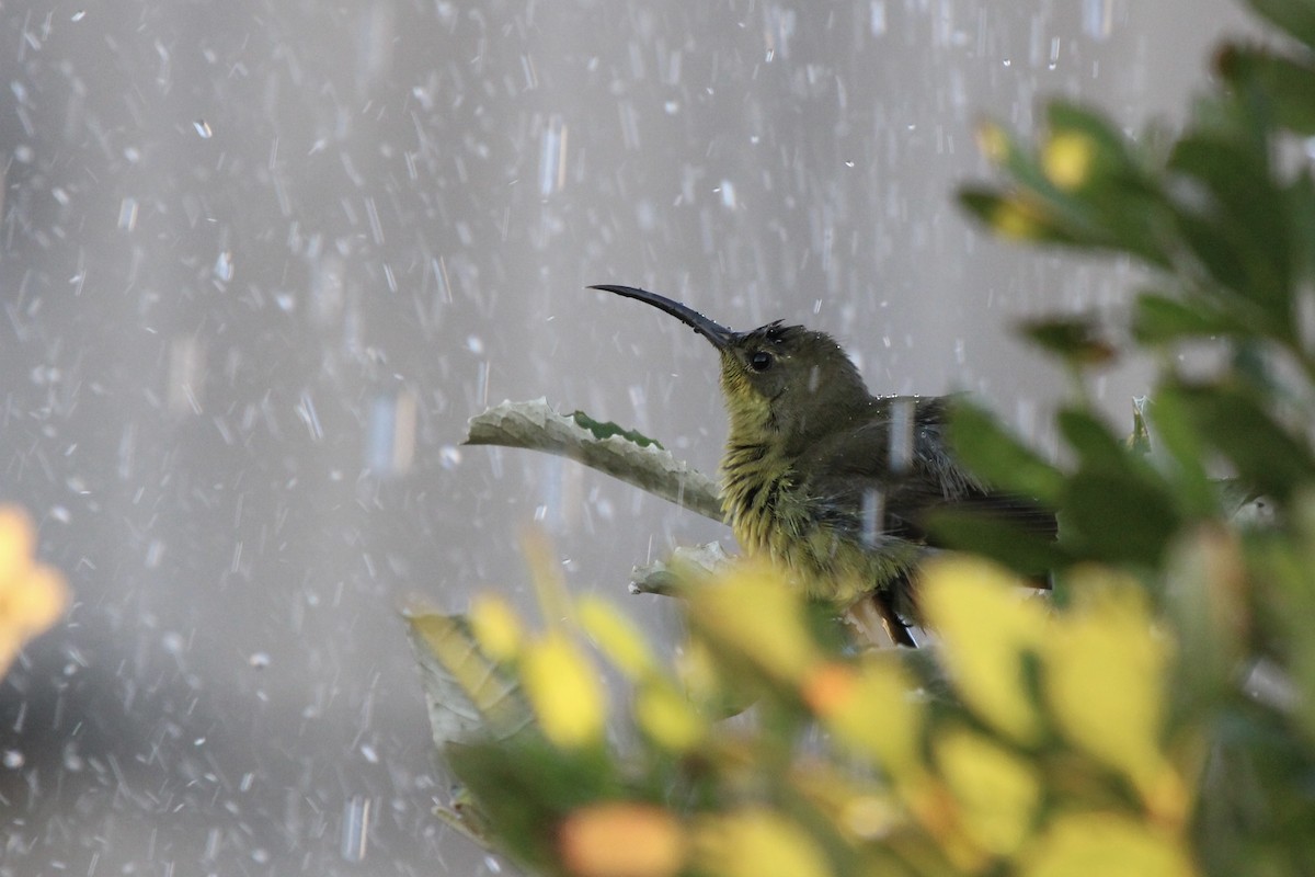 Malachite Sunbird - ML636011958