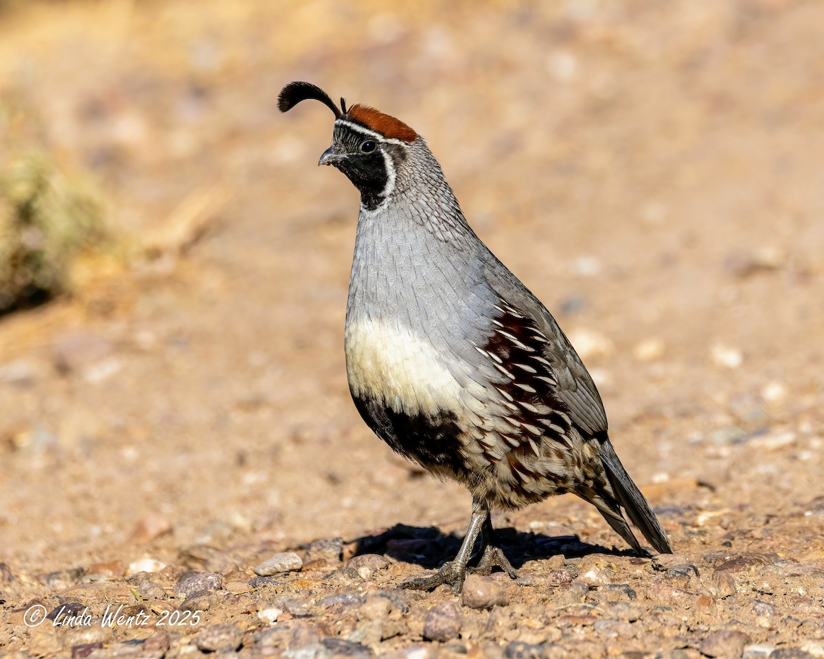 Gambel's Quail - ML636012009