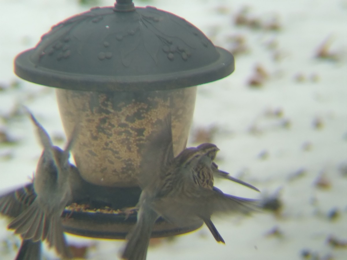 Chipping Sparrow - ML636012058
