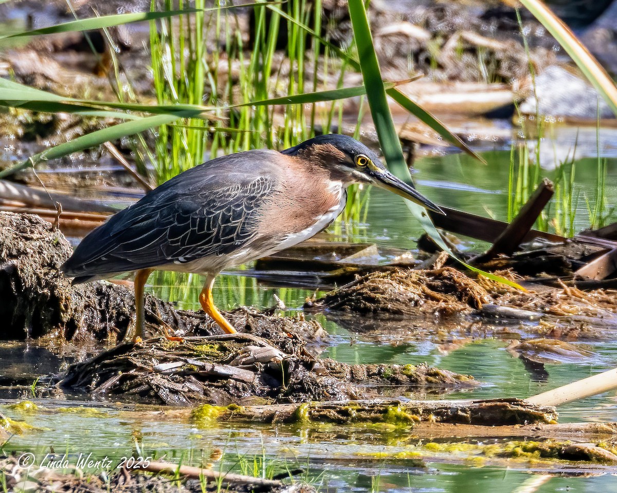 Green Heron - ML636012108