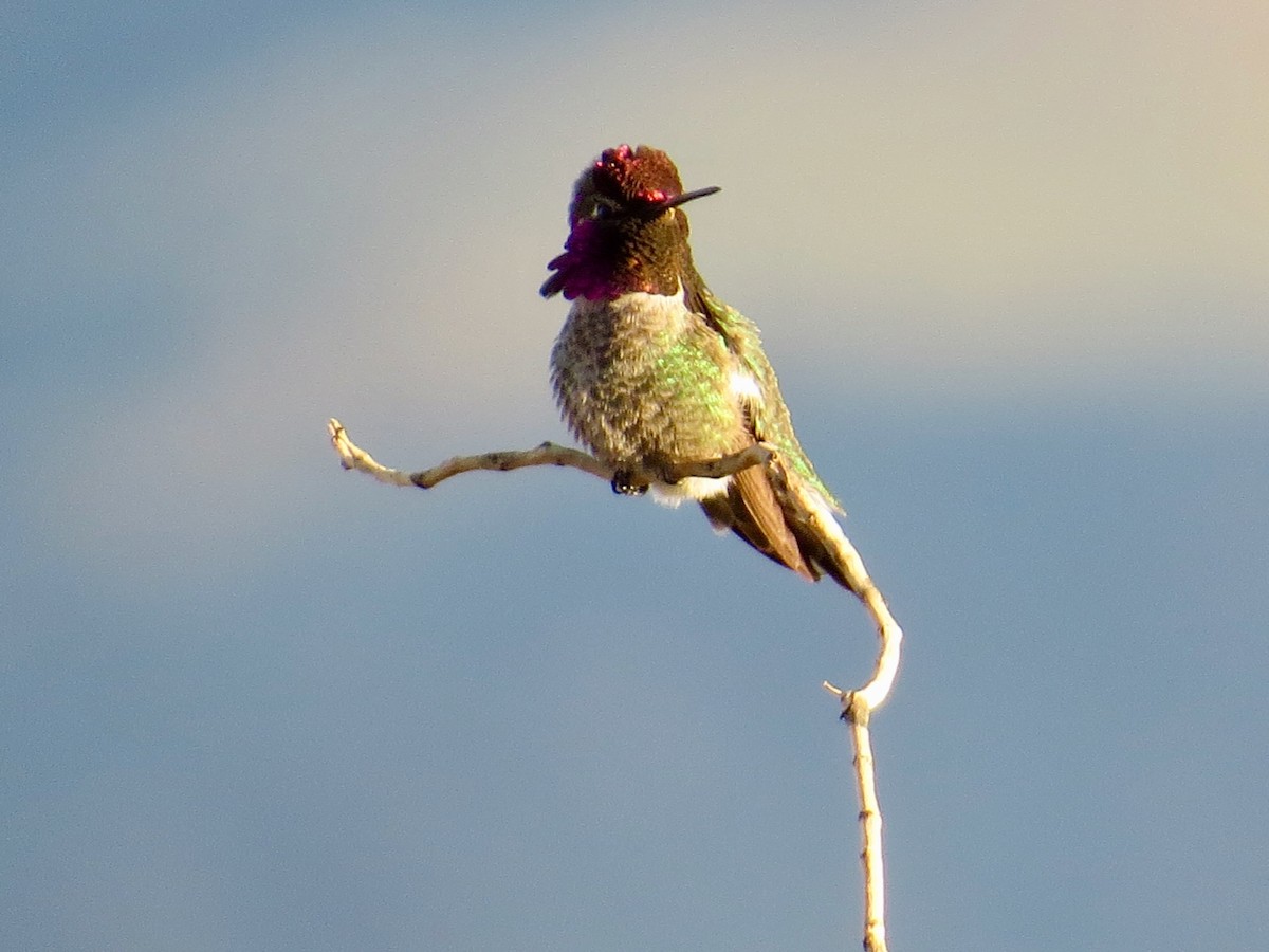 Anna's Hummingbird - ML636012110