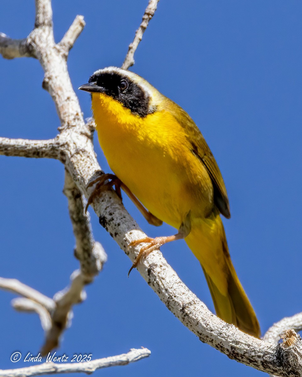 Common Yellowthroat - ML636012143