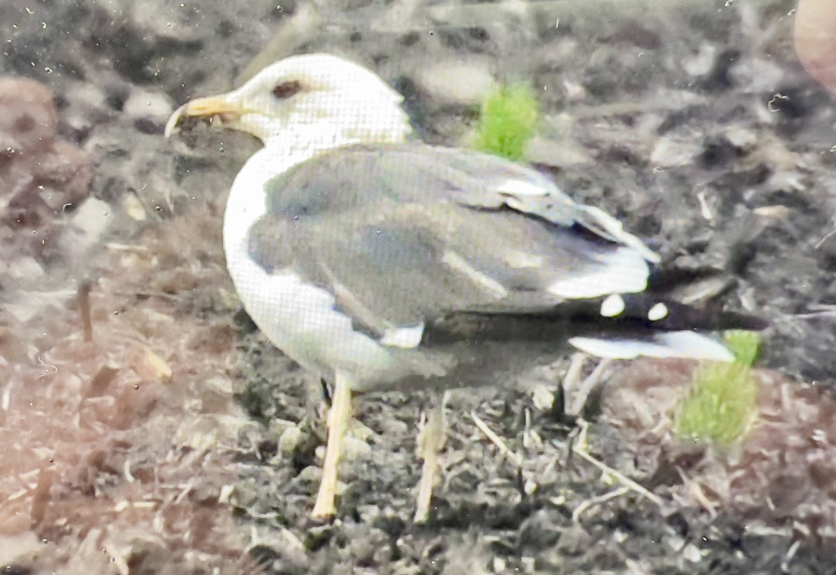 Lesser Black-backed Gull - ML636012239