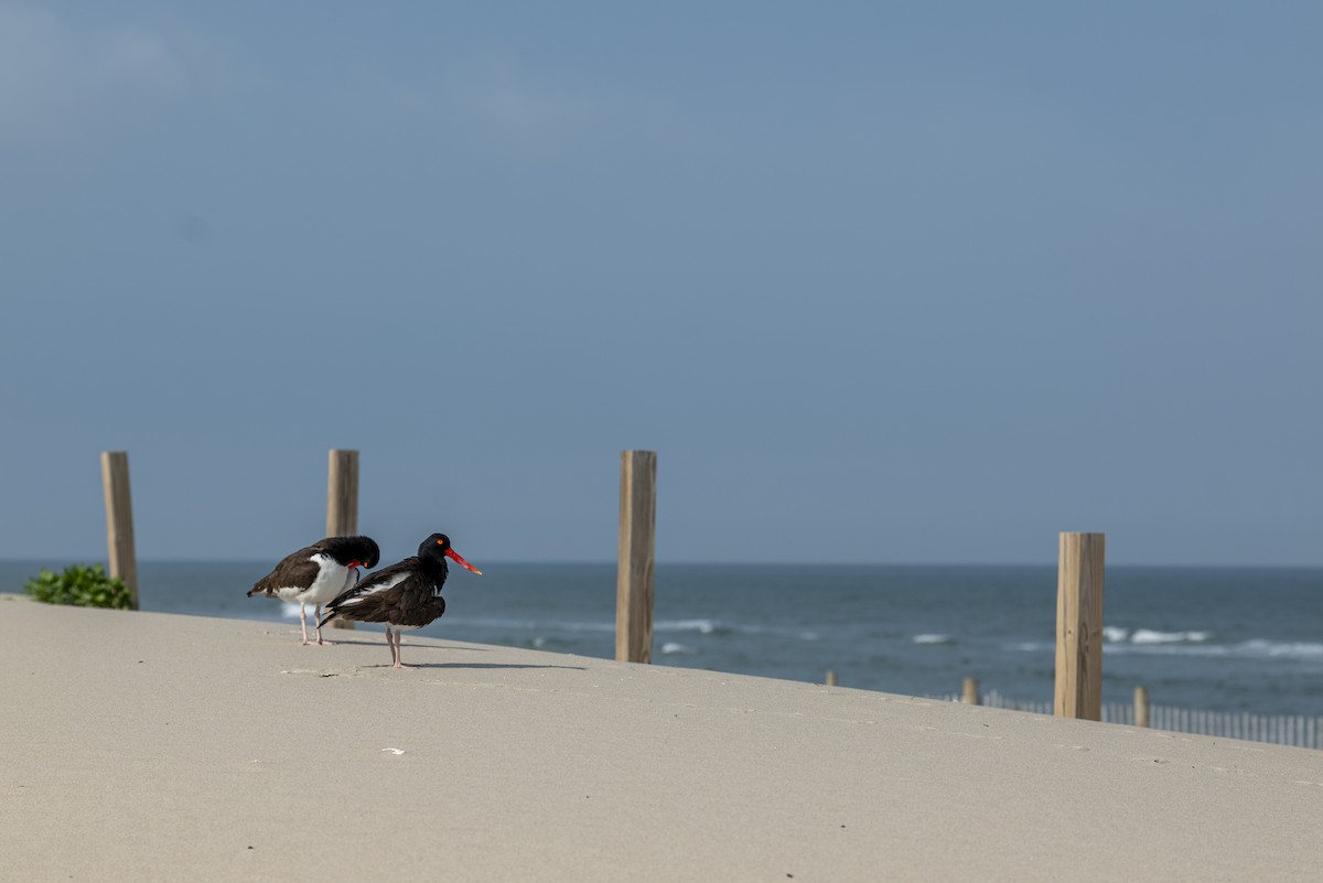 American Oystercatcher - ML636012404
