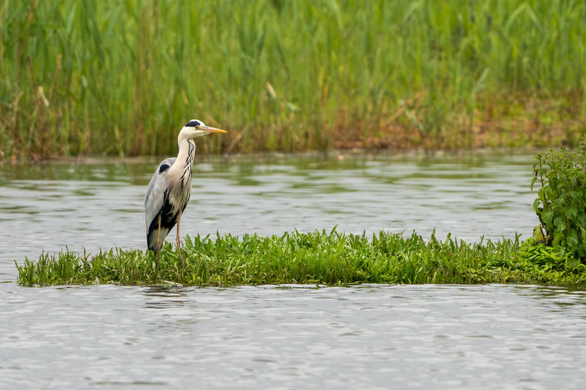 Gray Heron - ML636012441