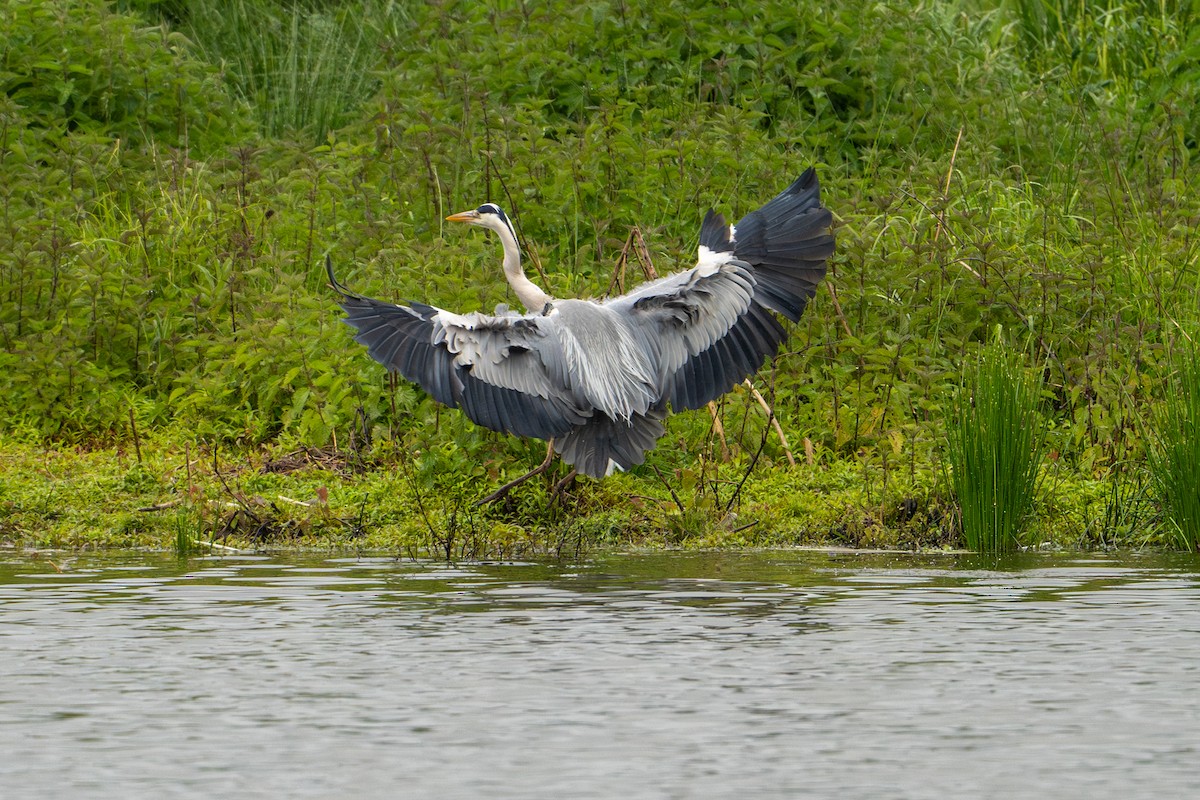 Gray Heron - ML636012442