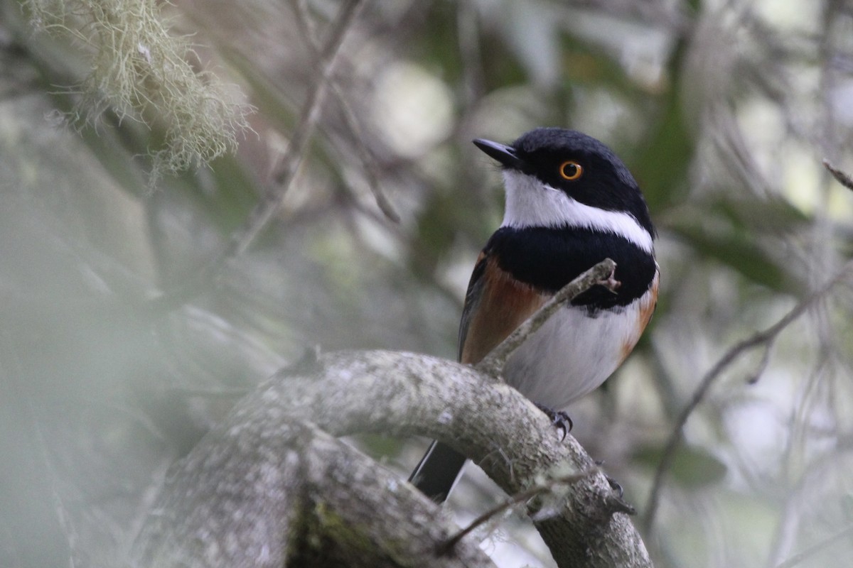 Cape Batis - ML636012454