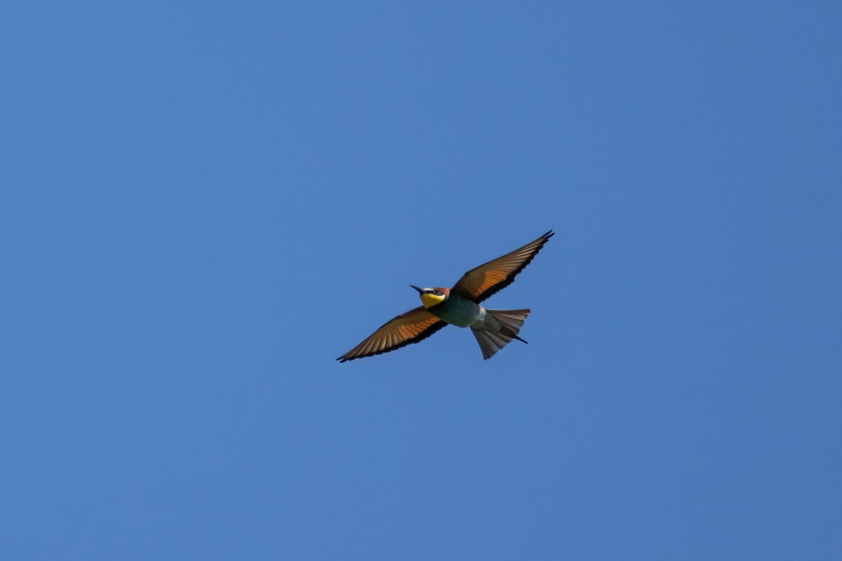 European Bee-eater - ML636012464