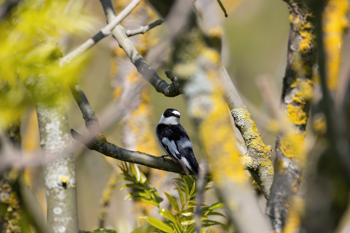 Collared Flycatcher - ML636012479