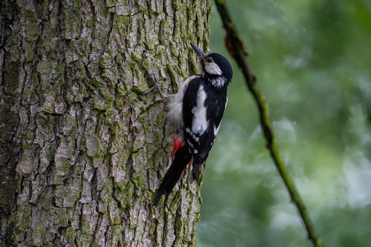 Great Spotted Woodpecker - ML636012489