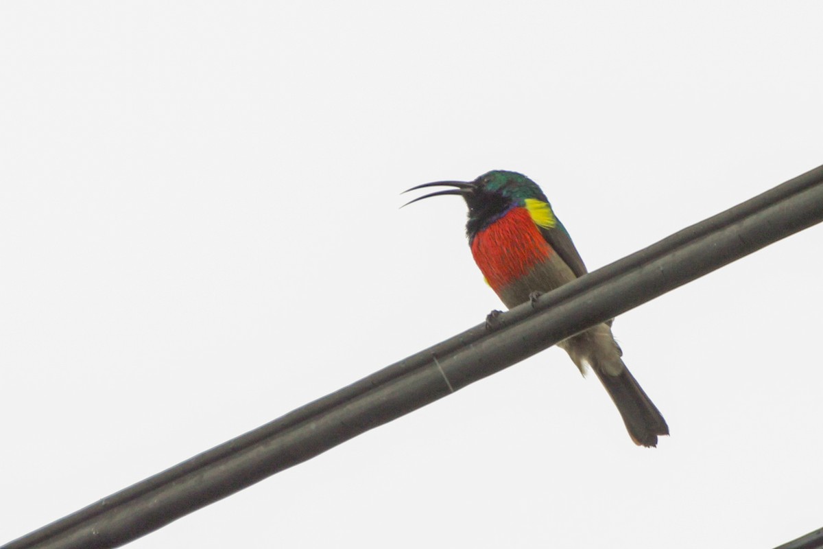 Greater Double-collared Sunbird - ML636012513