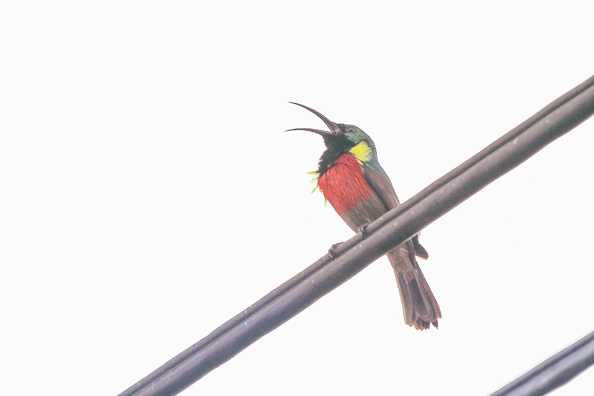 Greater Double-collared Sunbird - ML636012514