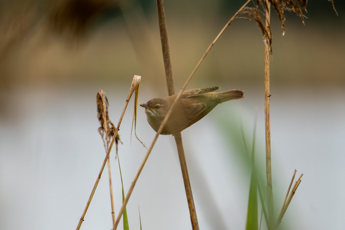 Great Reed Warbler - ML636012527