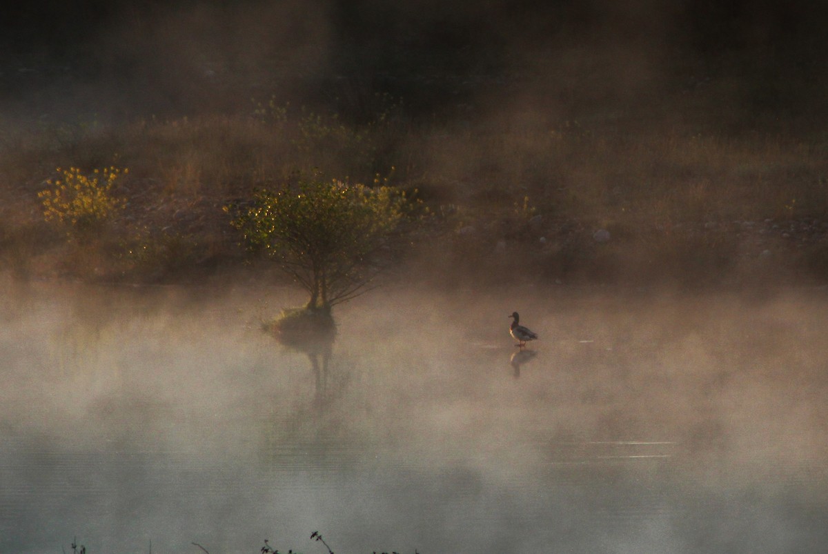 Mallard - ML636012530