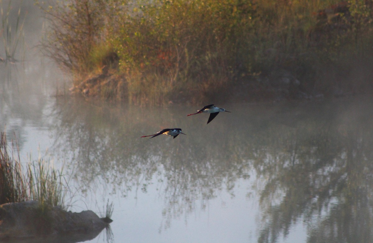 Black-winged Stilt - ML636012537