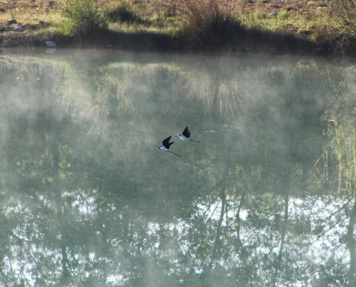Black-winged Stilt - ML636012546