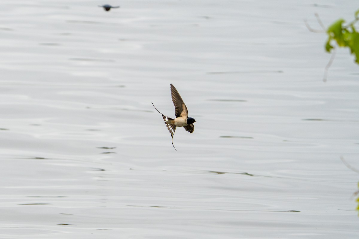 Barn Swallow - ML636012548