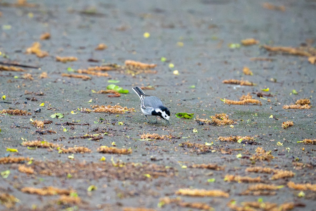 White Wagtail - ML636012570