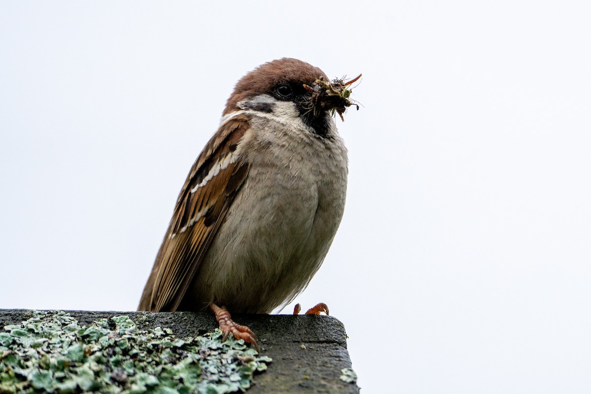 Eurasian Tree Sparrow - ML636012673