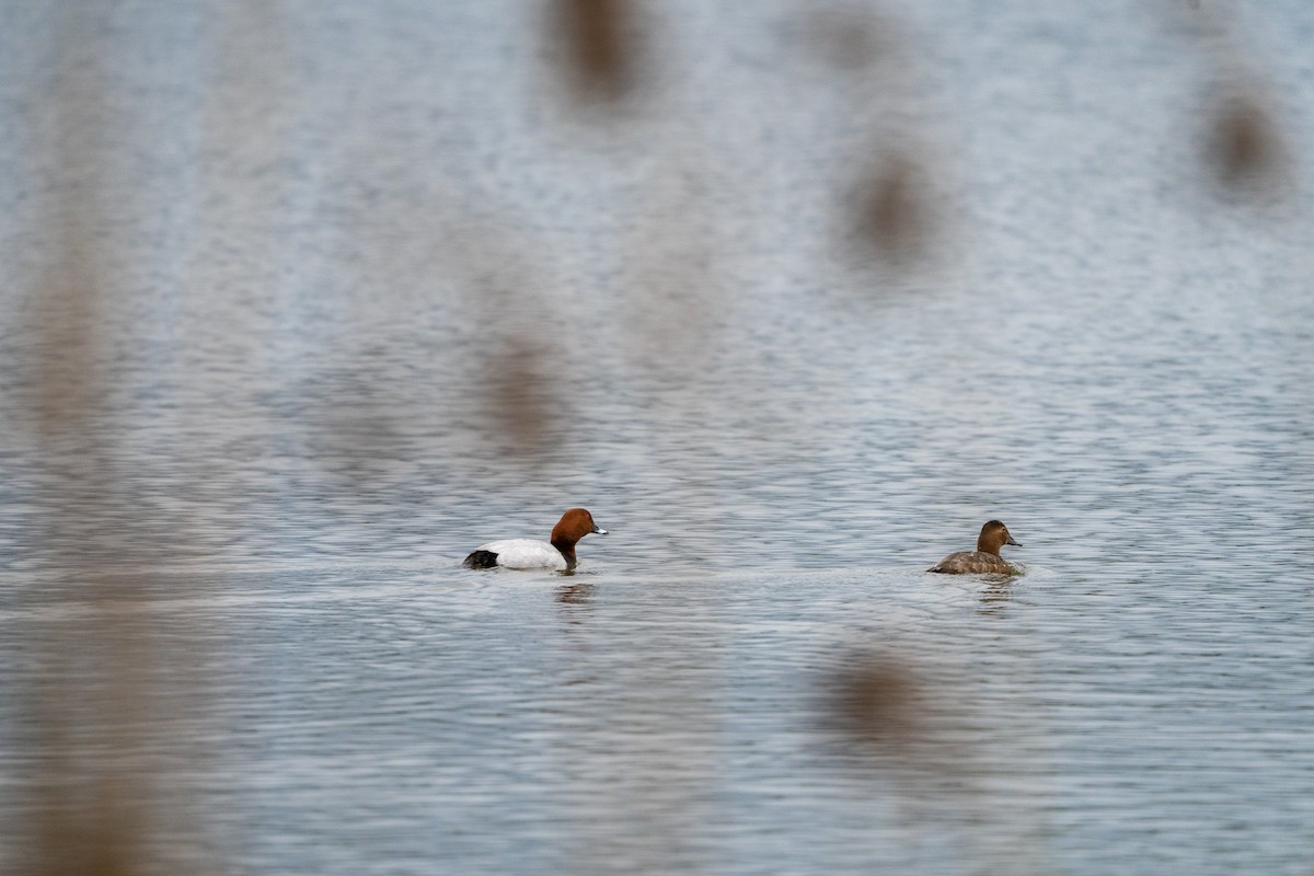 Common Pochard - ML636012742