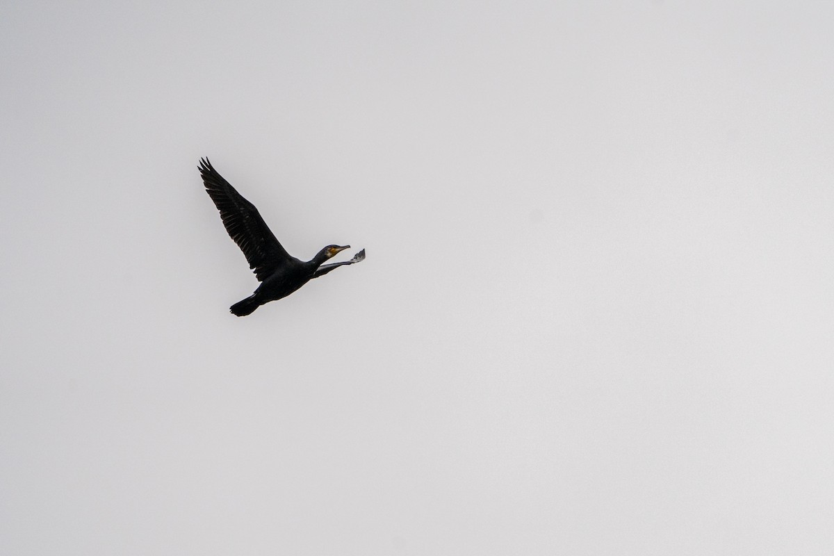 Great Cormorant - ML636012776