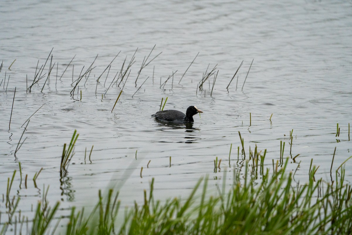 Eurasian Coot - ML636012824