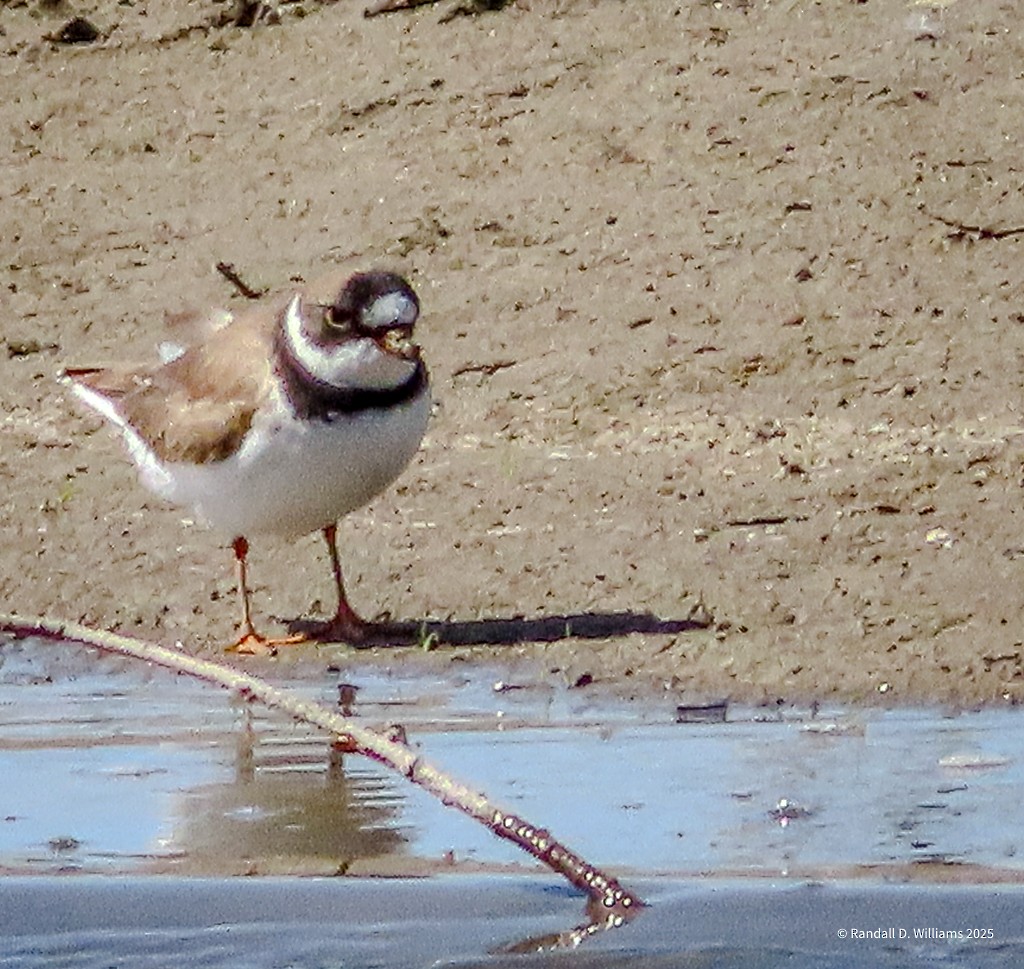 Semipalmated Plover - ML636012873