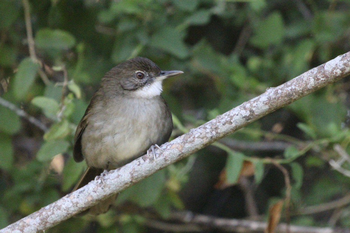 Terrestrial Brownbul - Dylan Schröder