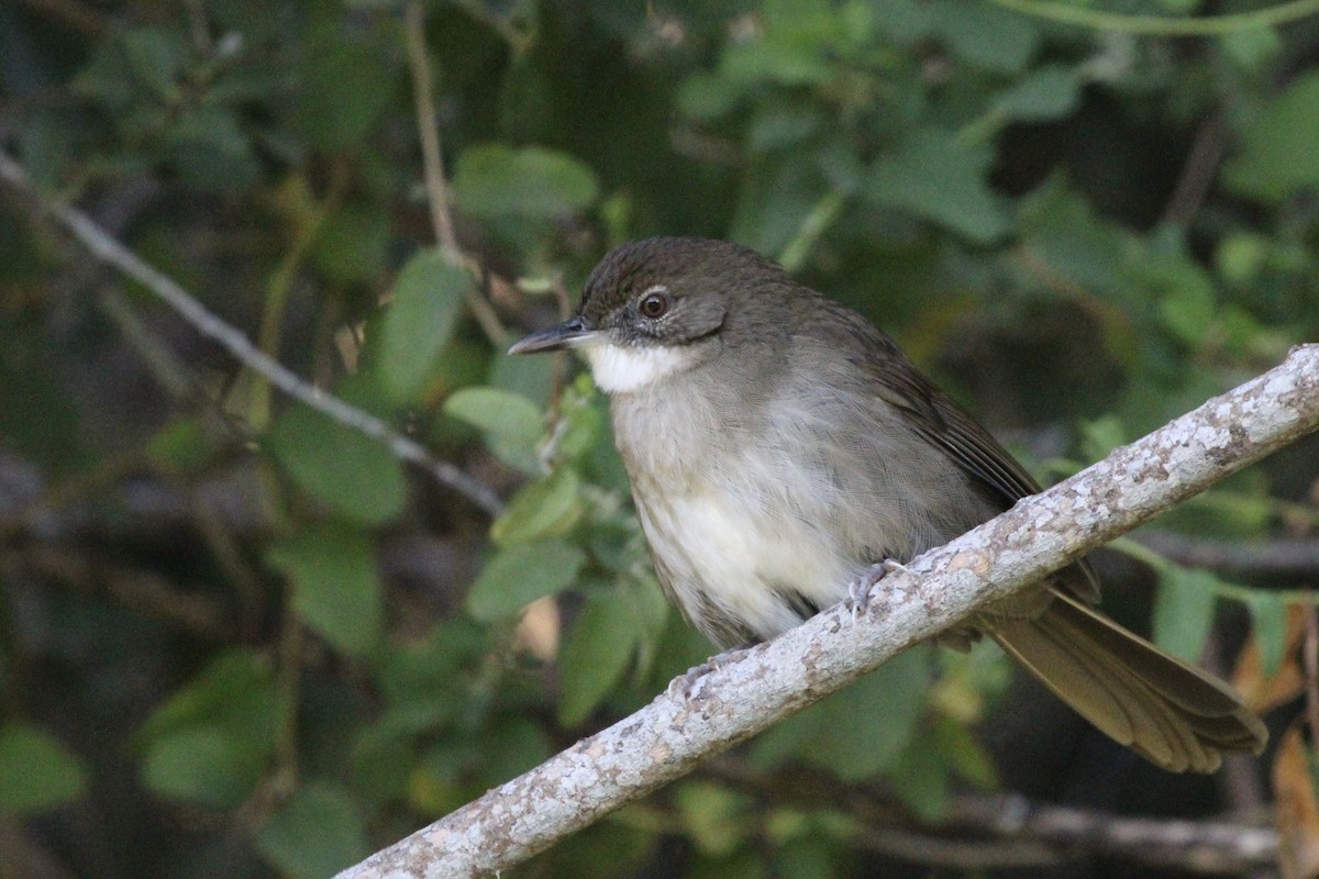 Terrestrial Brownbul - Dylan Schröder