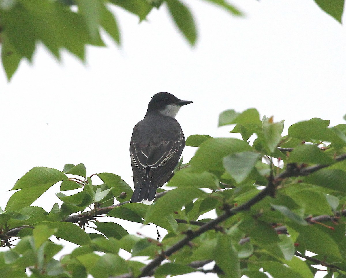 Eastern Kingbird - ML636012898