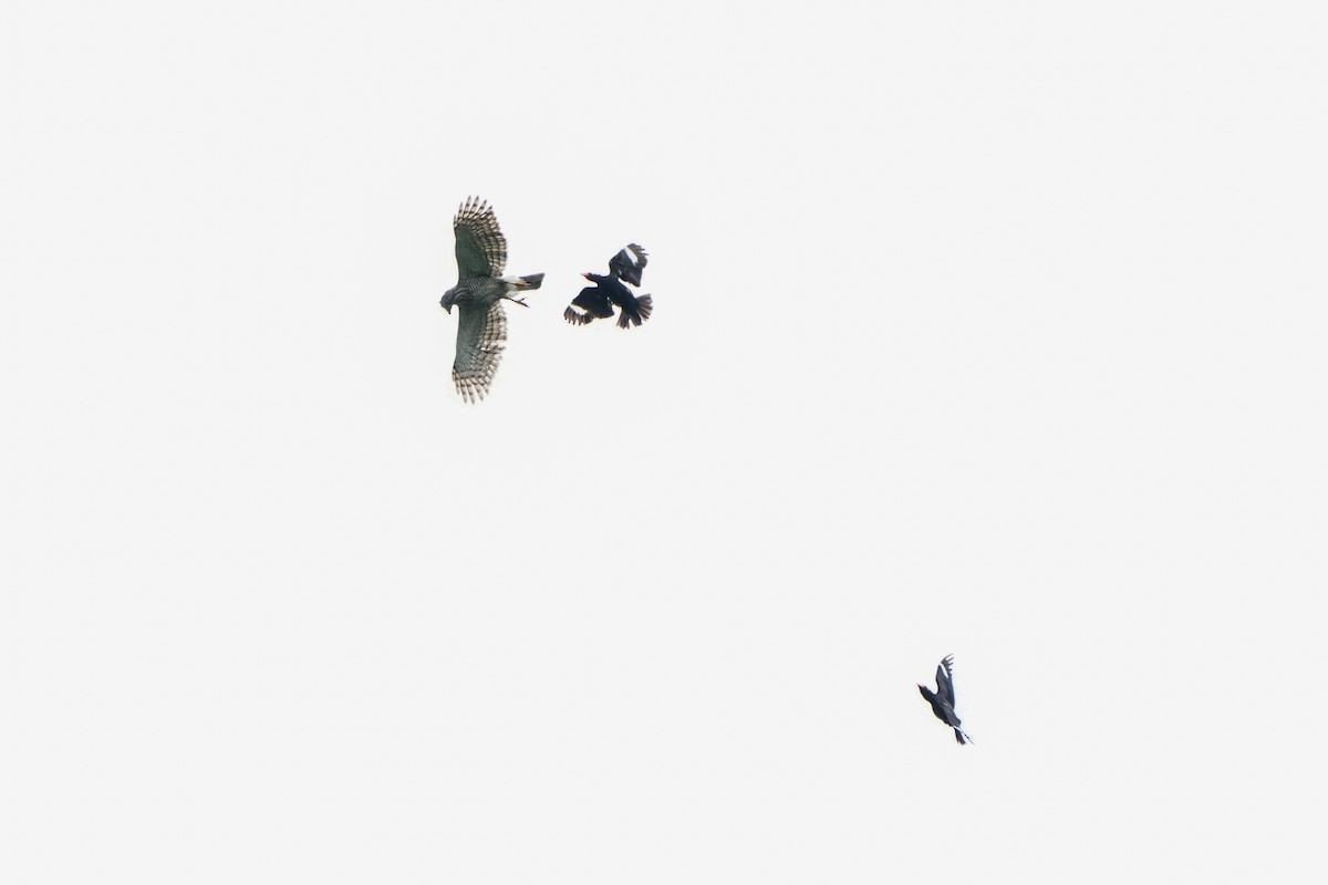 Common Hill Myna (Common) - ML636012901