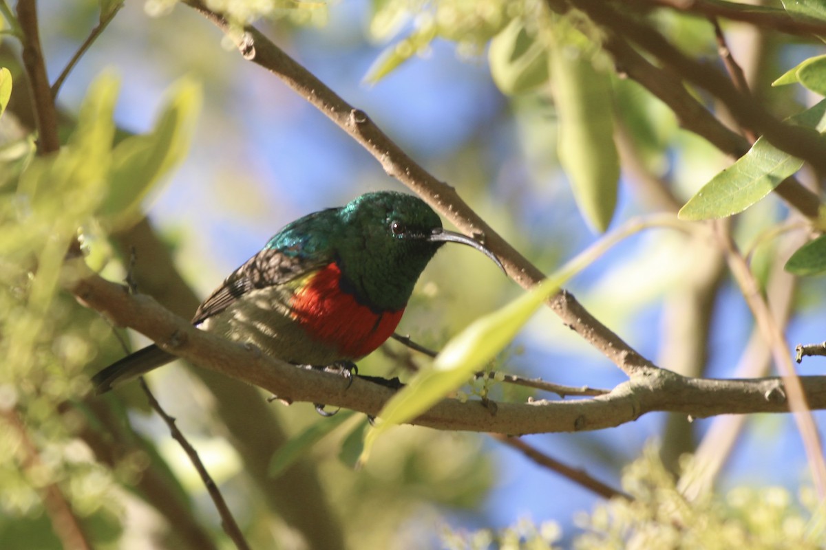 Greater Double-collared Sunbird - ML636012921