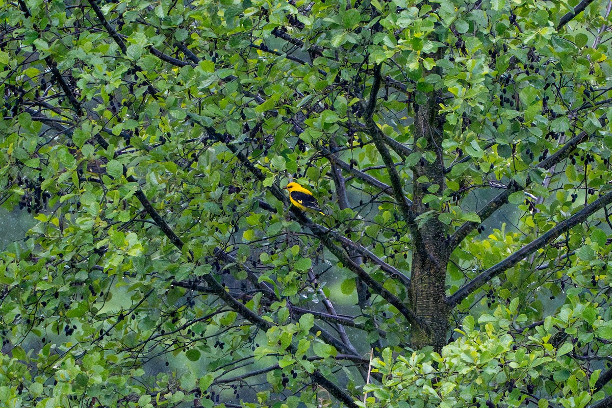 Eurasian Golden Oriole - ML636012925