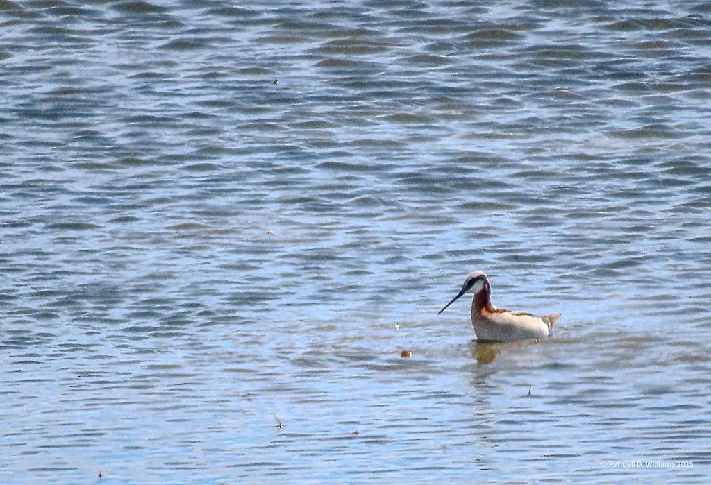 Wilson's Phalarope - ML636012929