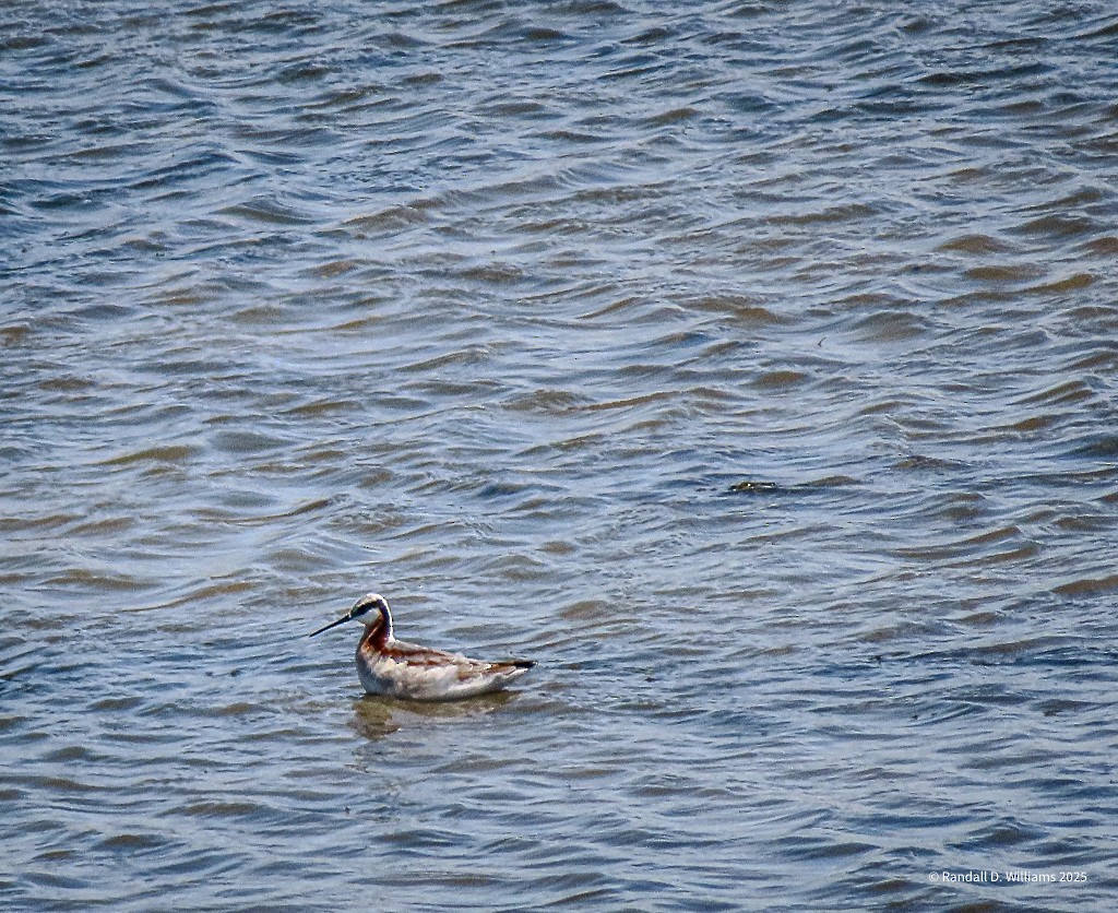 Wilson's Phalarope - ML636012964