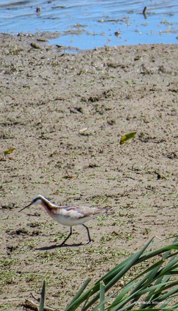 Wilson's Phalarope - ML636012992