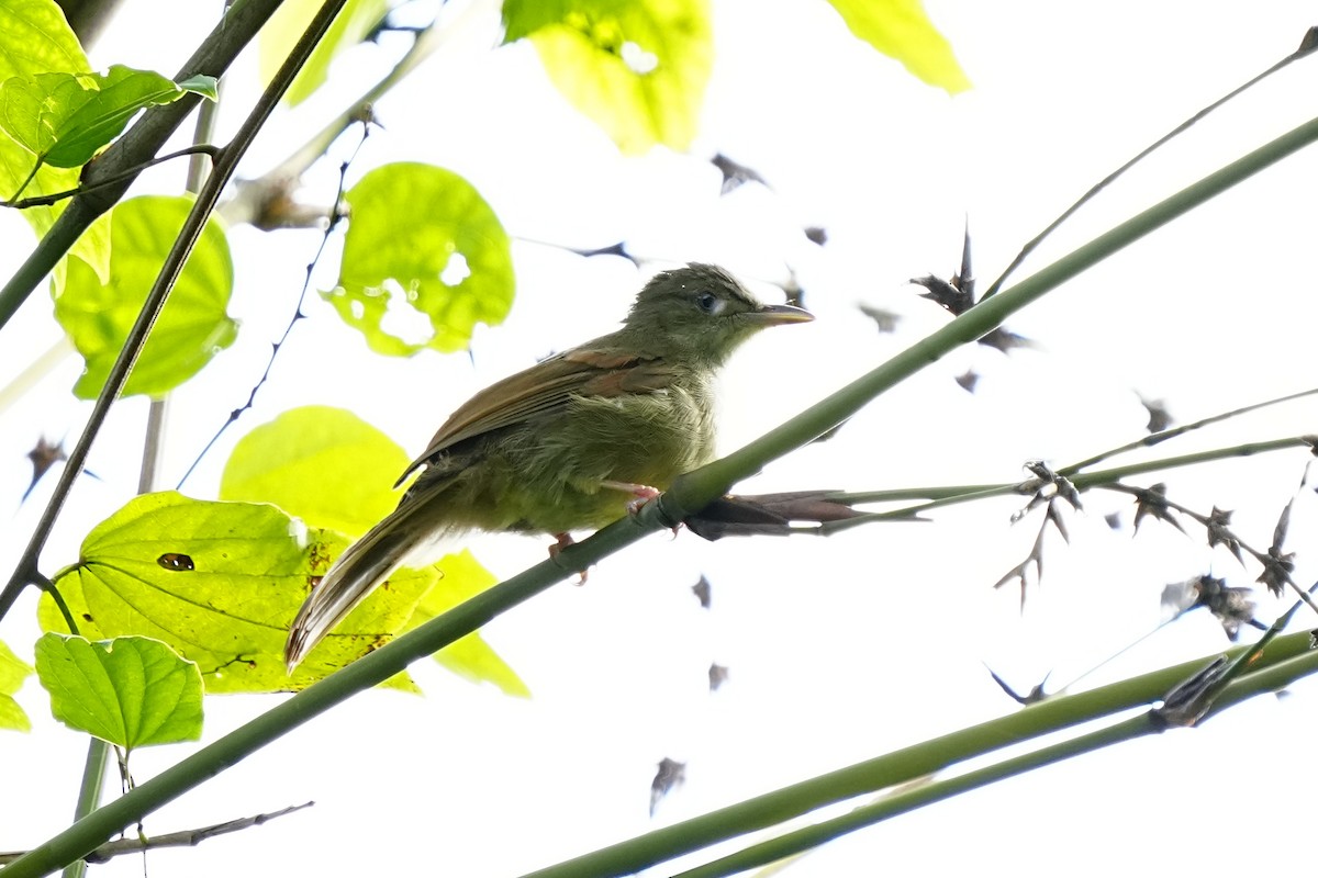 Olive Bulbul (Baker's) - ML636013010