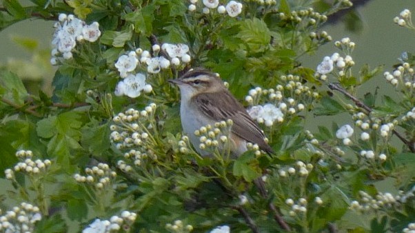 Sedge Warbler - ML636013038