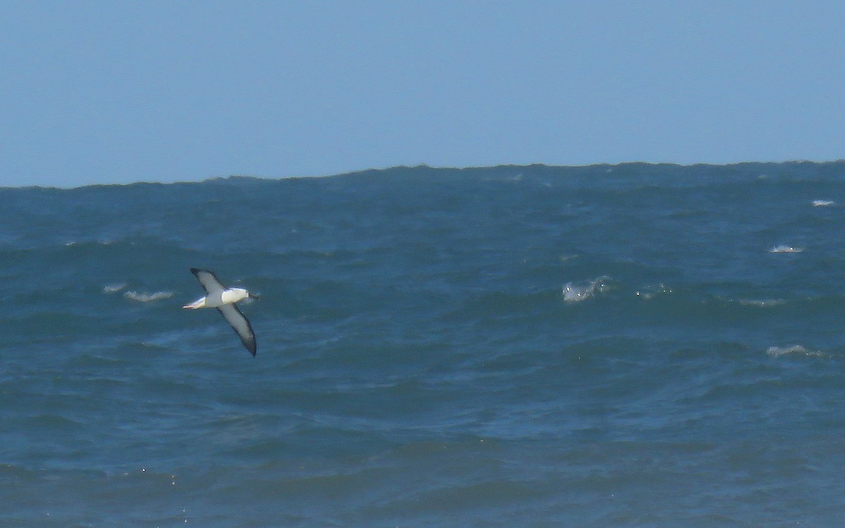 Atlantic Yellow-nosed Albatross - ML636013066