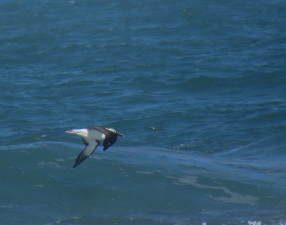 Atlantic Yellow-nosed Albatross - ML636013068