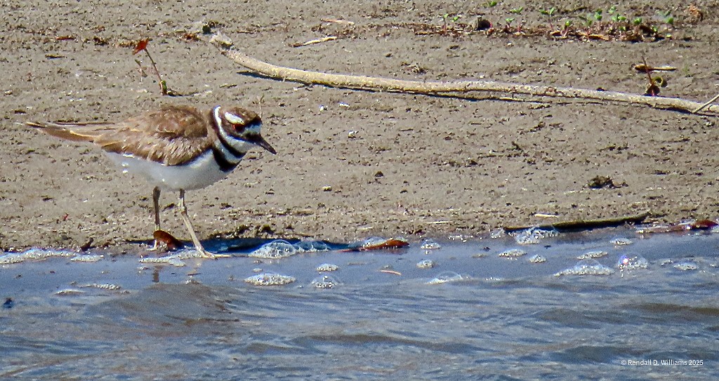 Killdeer - ML636013125