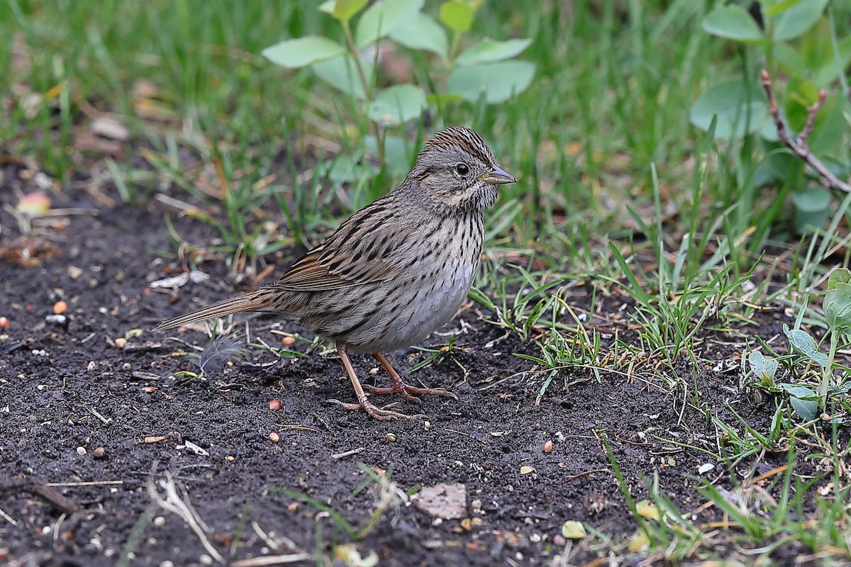 Lincoln's Sparrow - ML636013136