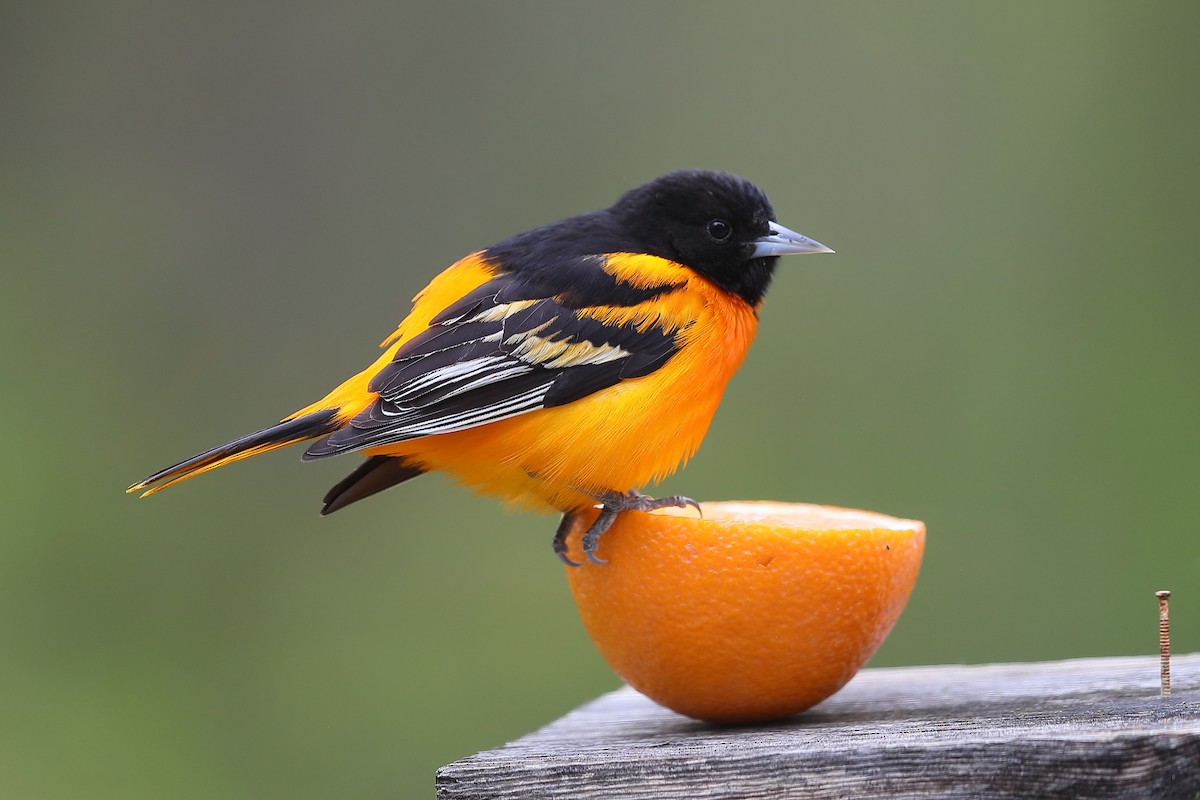 Baltimore Oriole - ML636013203