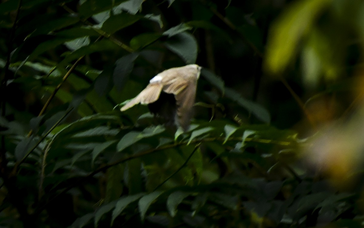 Gray-headed Parrotbill - ML636013226