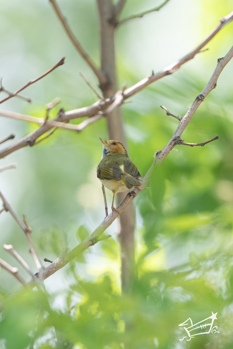 Rufous-faced Warbler - ML636013244