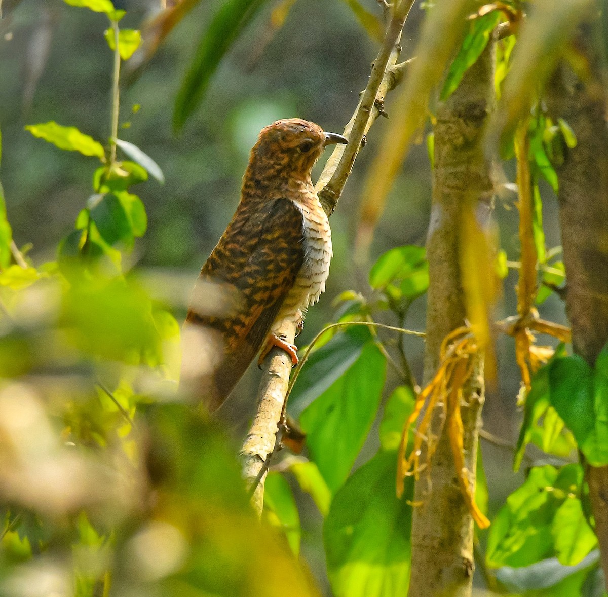 Plaintive Cuckoo - ML636013250